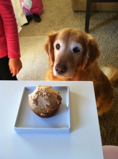 peanut butter pupcake on white plate with dog looking at it