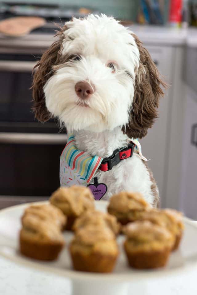 peanut butter pupcakes on white cake plate with dog behind