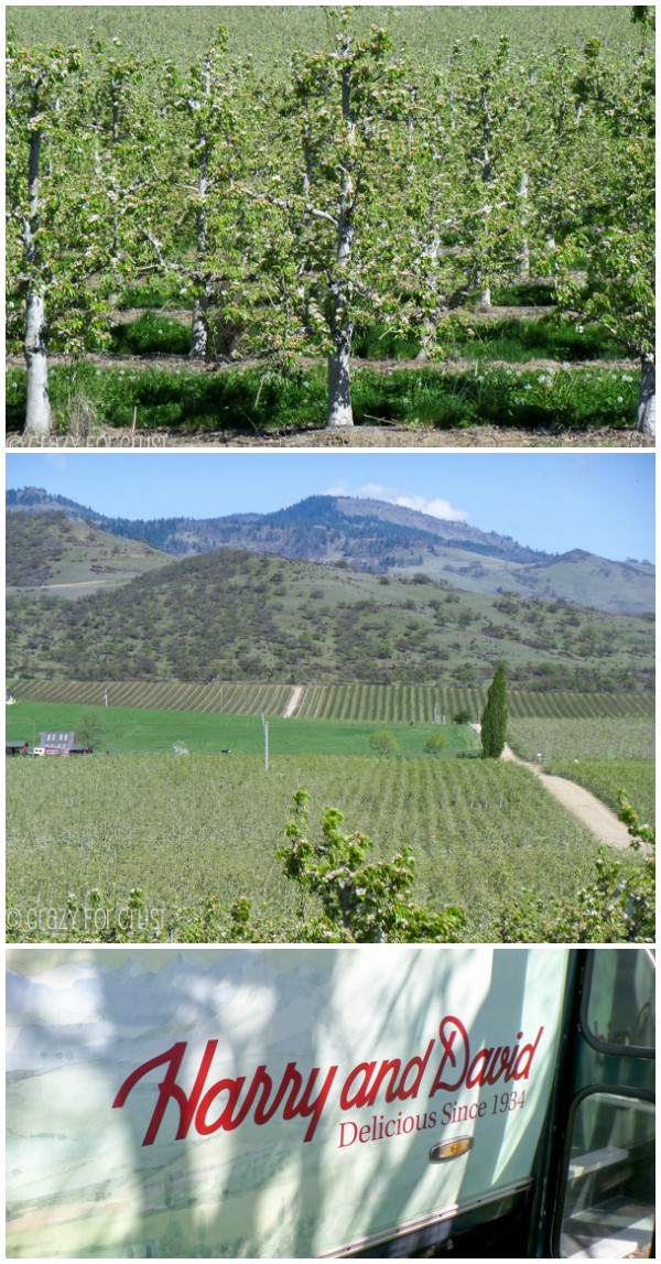 H_D Orchards