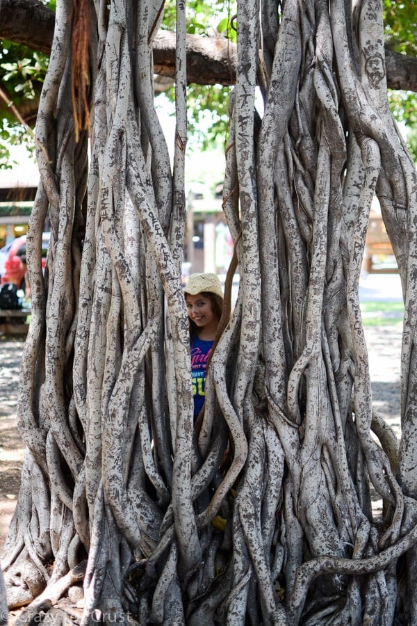 banyan tree