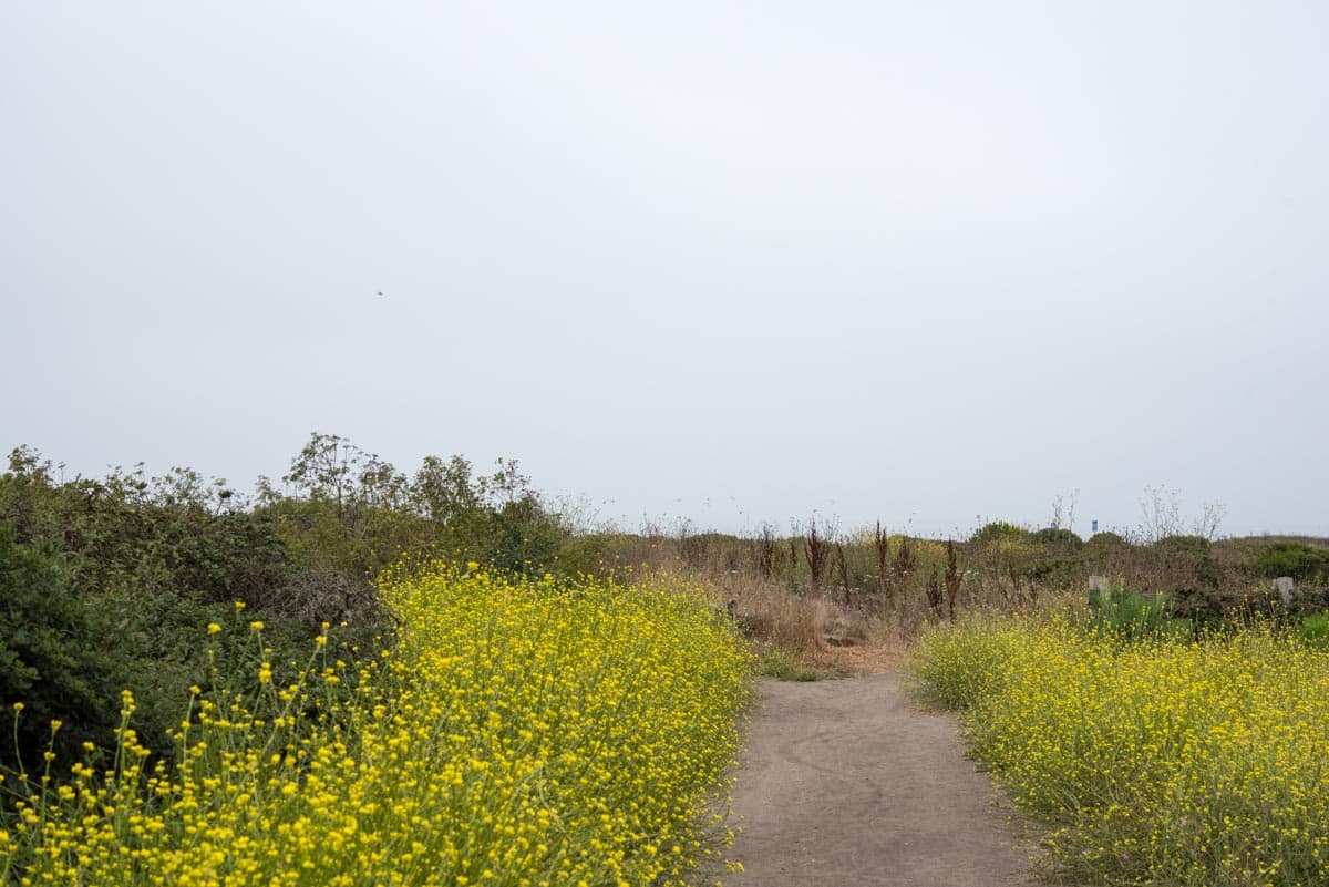 Half Moon Bay Coast Trail