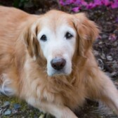 A golden retriever with pink flowers behind