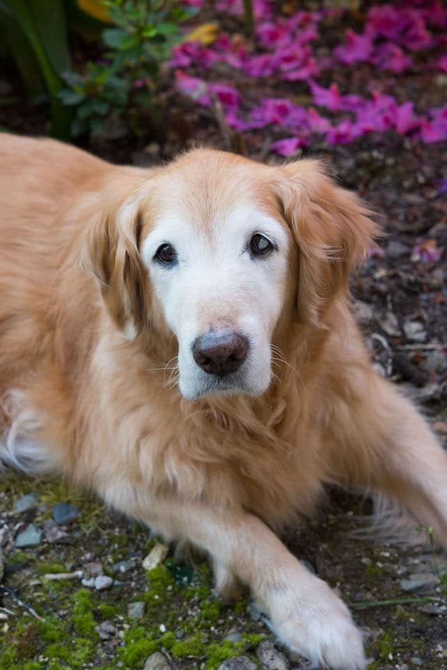 golden retriever on lawn with flowers behind