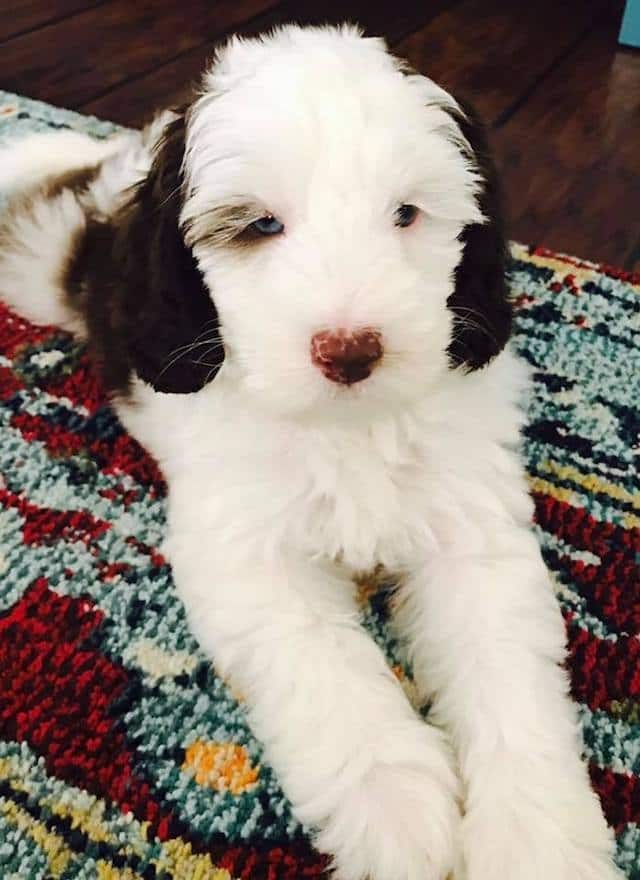 picture of white puppy with brown ears