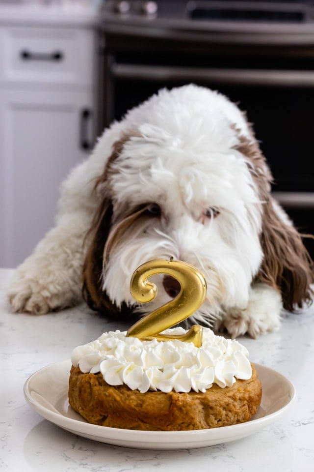 dog licking dog cake