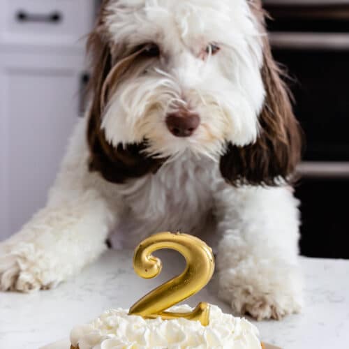 dog birthday cake shop