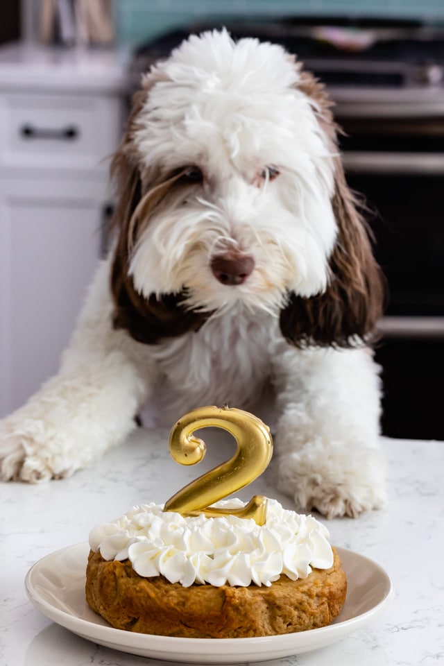 Easy Homemade Dog Cake Crazy For Crust