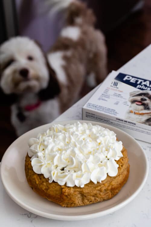Homemade Dog Birthday Cake Crazy For Crust homemade-dog-birthday-cake-crazy-for-crust