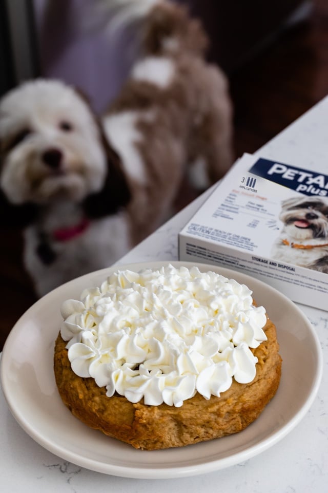 birthday cake for dog on white plate