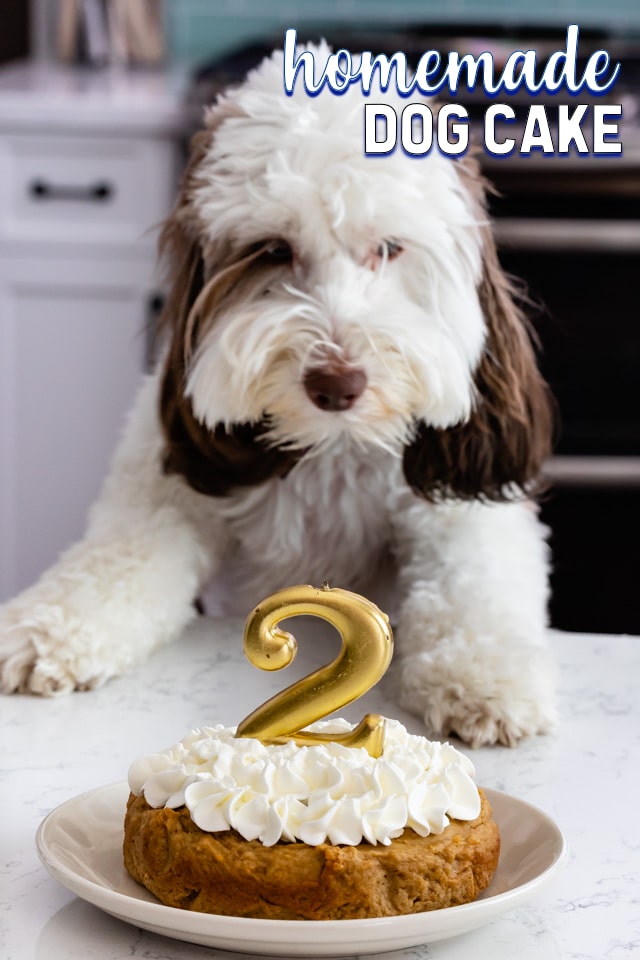 puppy looking at dog cake