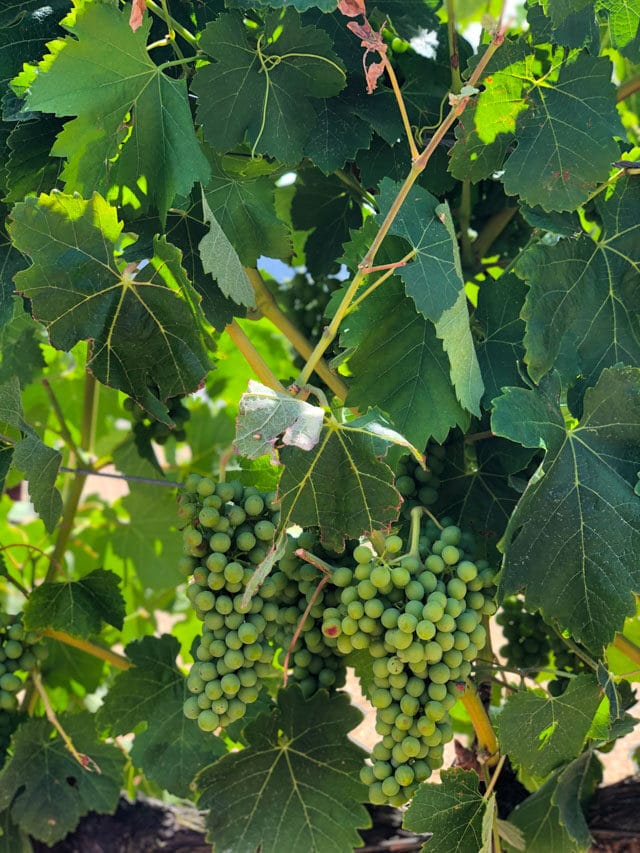 Grapevines with bunches of grapes