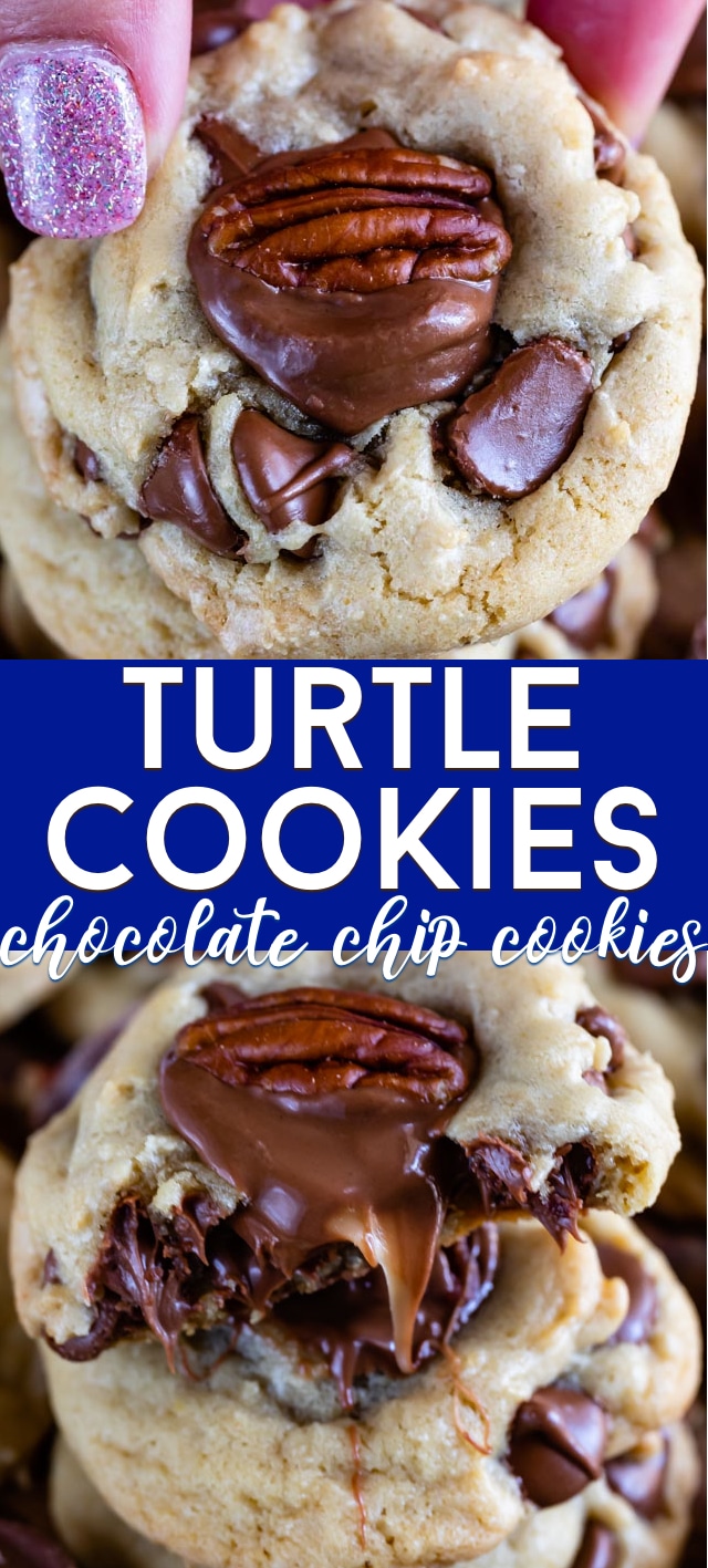 turtle cookies collage photos