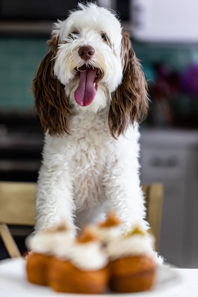 My dog sitting on a chair with pumpkin pupcakes on white cake stand out of focus