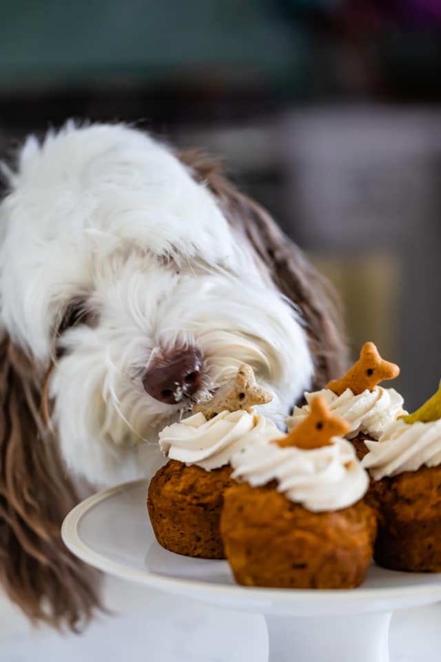 My dog biting into a pumpkin pupcake that is on a cake stand with three other pupcakes