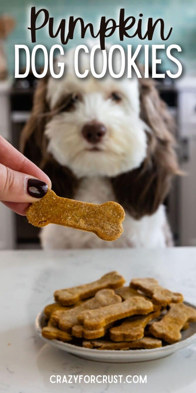 Dog sitting in front of plate full of pumpkin peanut butter dog cookies with recipe title on top of image