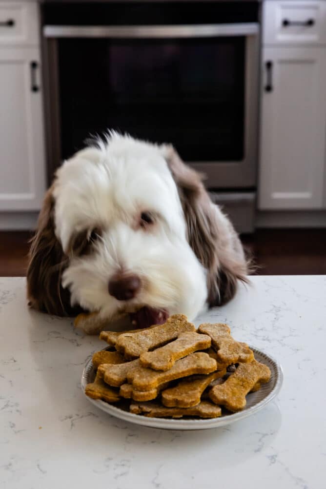 My dog Abby eating pumpkin peanut butter dog cookies off plate