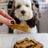 Dog sitting in front of plate full of pumpkin peanut butter dog cookies