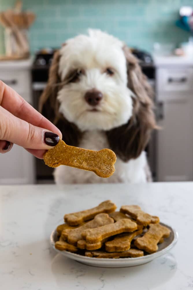 Dog sitting in front of plate full of pumpkin peanut butter dog cookies