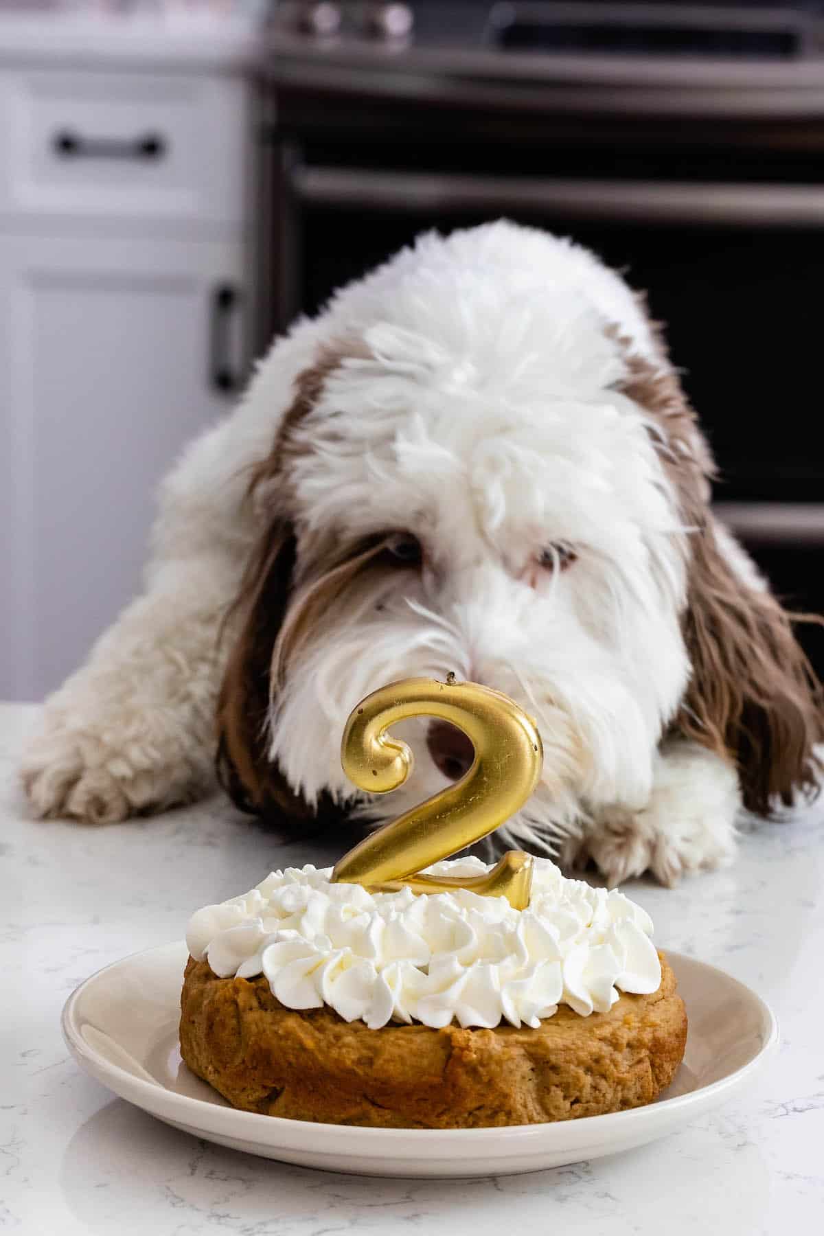 https://www.crazyforcrust.com/wp-content/uploads/2023/09/Easy-Homemade-Dog-Cake-14.jpg