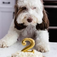 dog sniffing cake with whipped cream frosting and a 2 shaped candle.