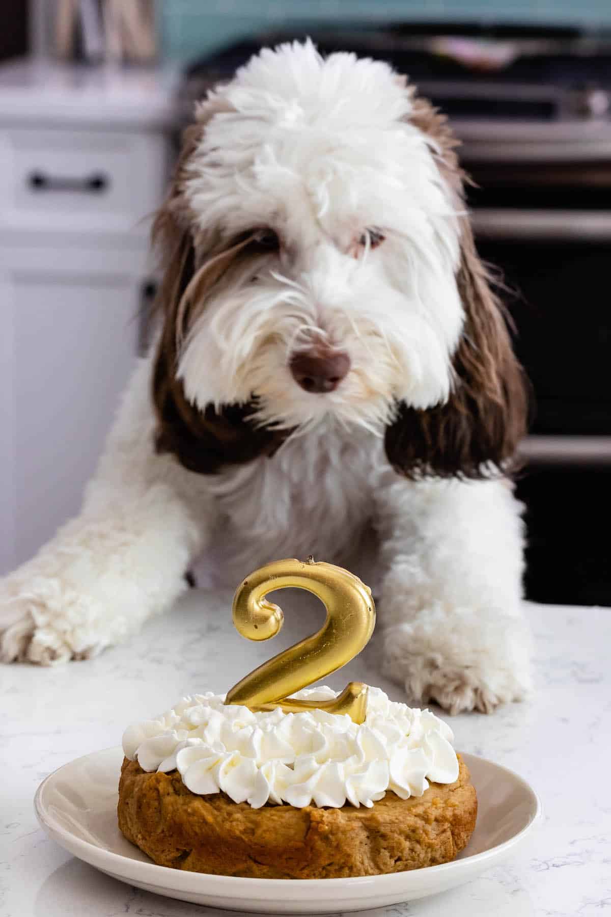 dog sniffing cake with whipped cream frosting and a 2 shaped candle.