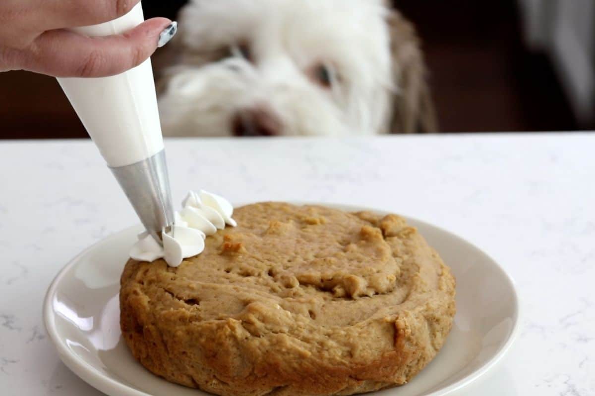 A hand pipes white frosting onto a round dog cake on a plate, while a fluffy dog eagerly watches from behind the table.